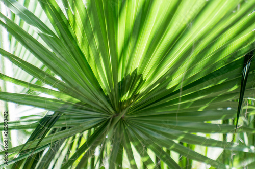 Palm leafs   North Mediterranean  detail