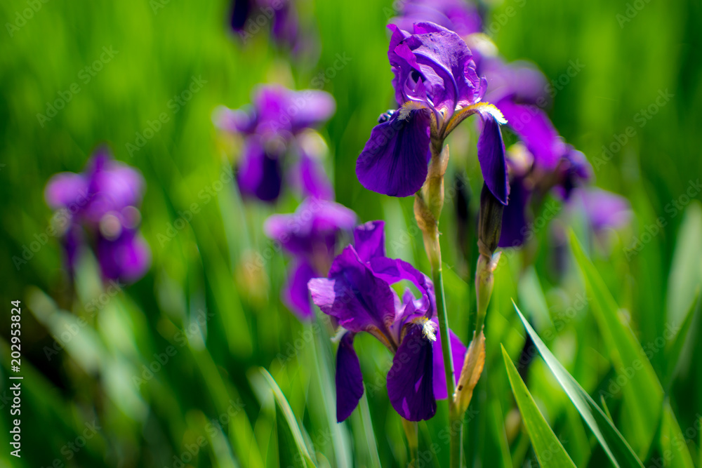 Iris in the field, spring