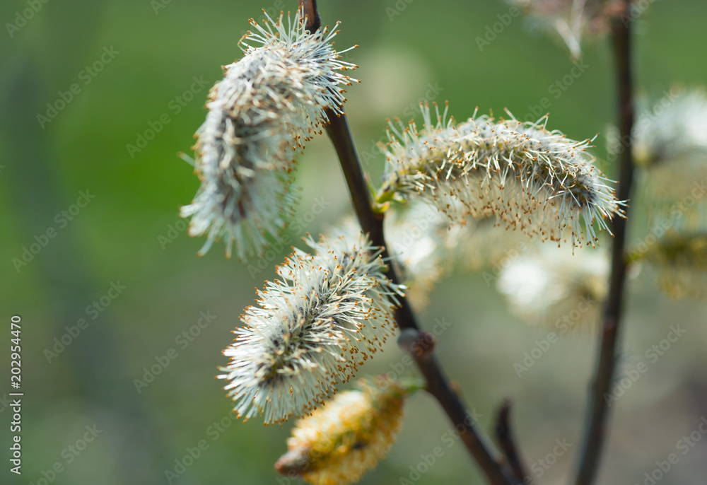 spring blossoming buds of a tree spring blossoming buds of a tree