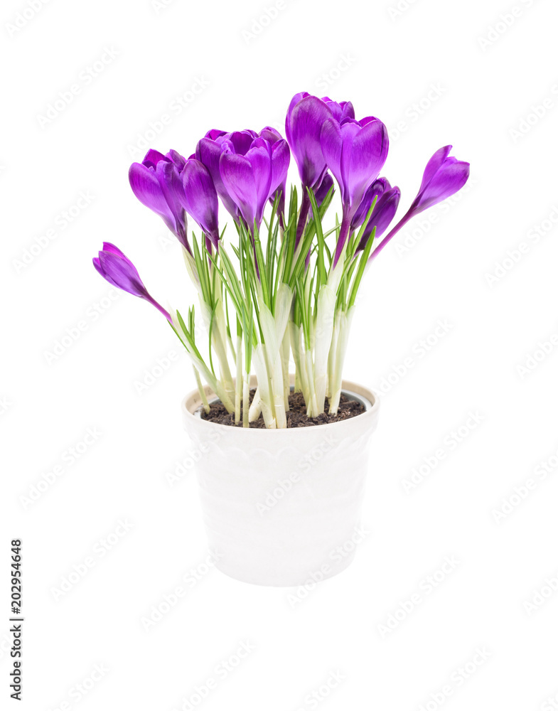 Crocus in pot isolated on white background. Crocus in pot isolated on white background.