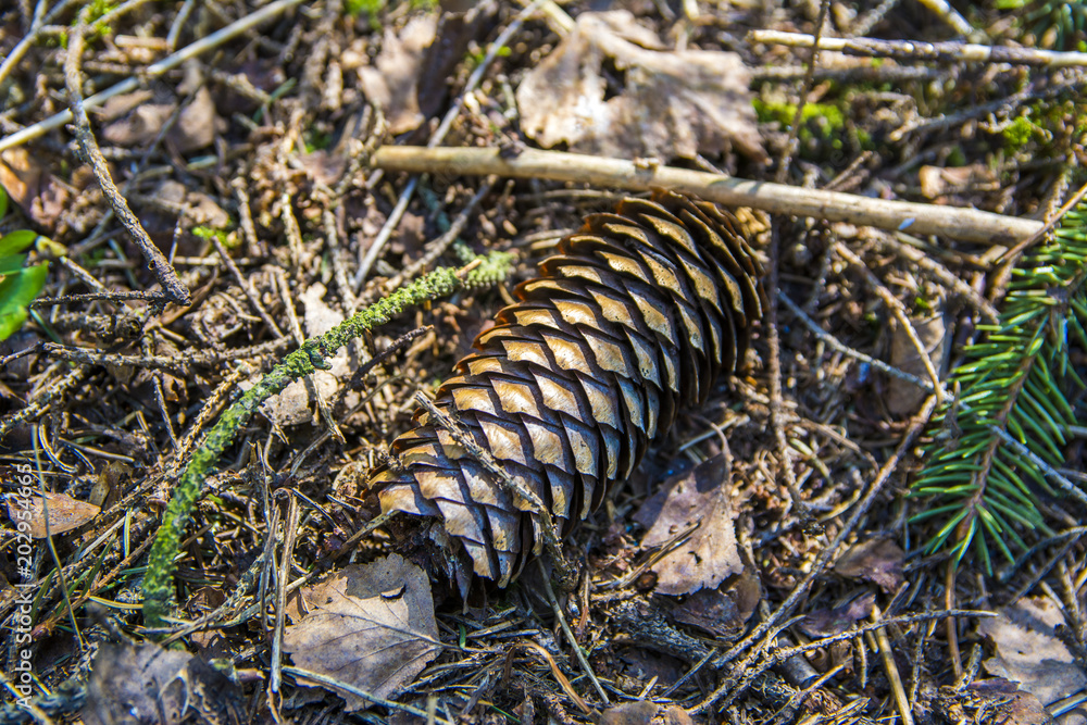 Fir-cone on the forest ground 