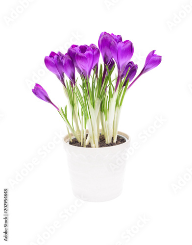 Crocus in pot isolated on white background. © Marek Walica
