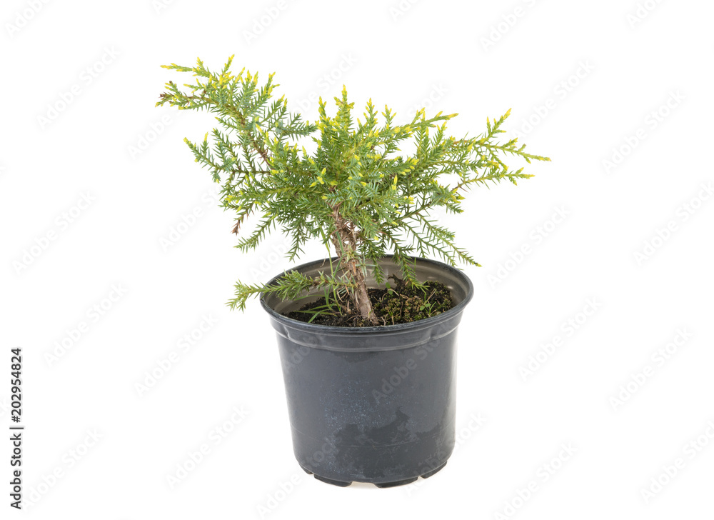 tree thuya in for planting on a white background