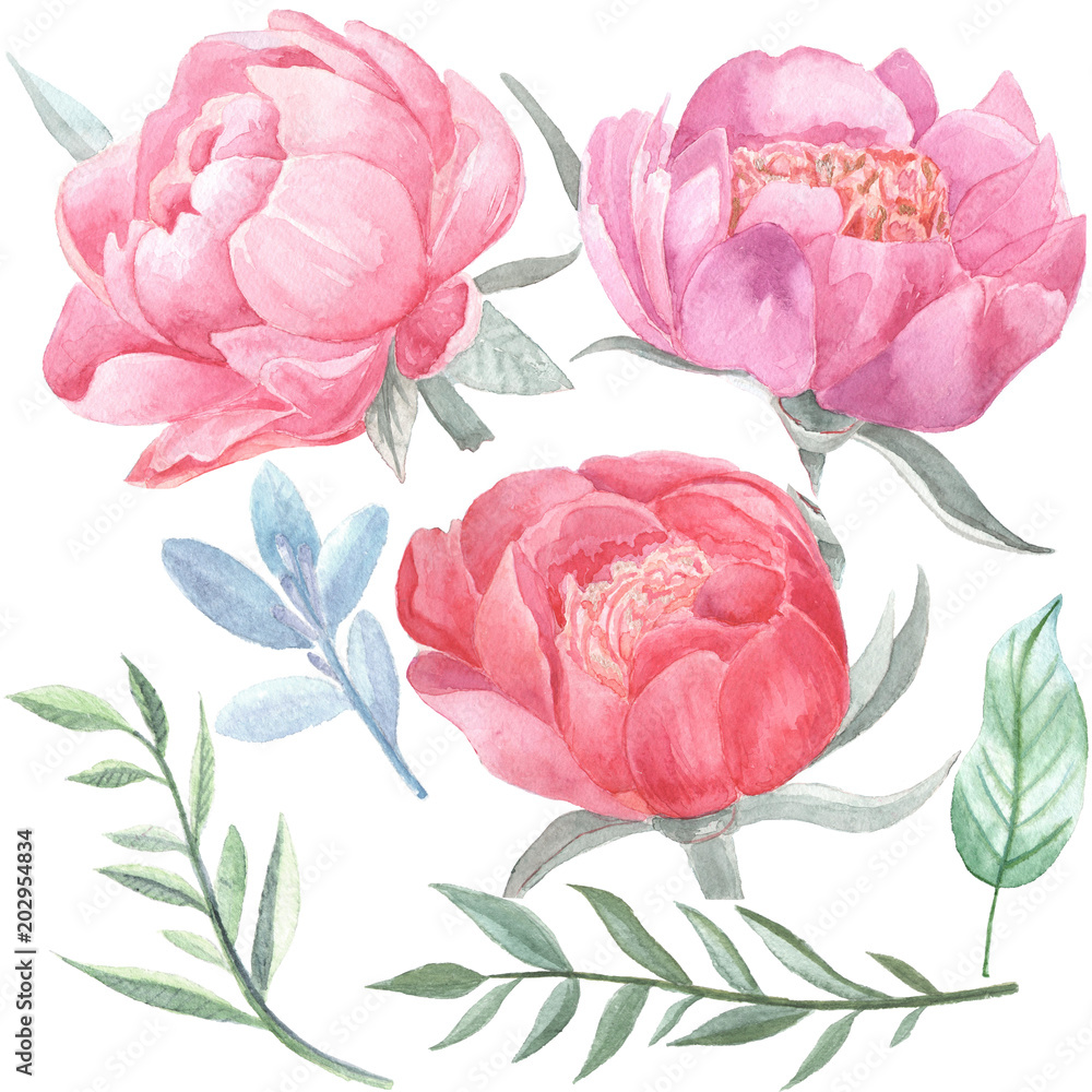 Peonies blooming and leaves isolated on white background. Hand drawn watercolor flowers botanical elements for your design. Peonies blooming and leaves isolated on white background. Hand drawn watercolor flowers botanical elements for your design.