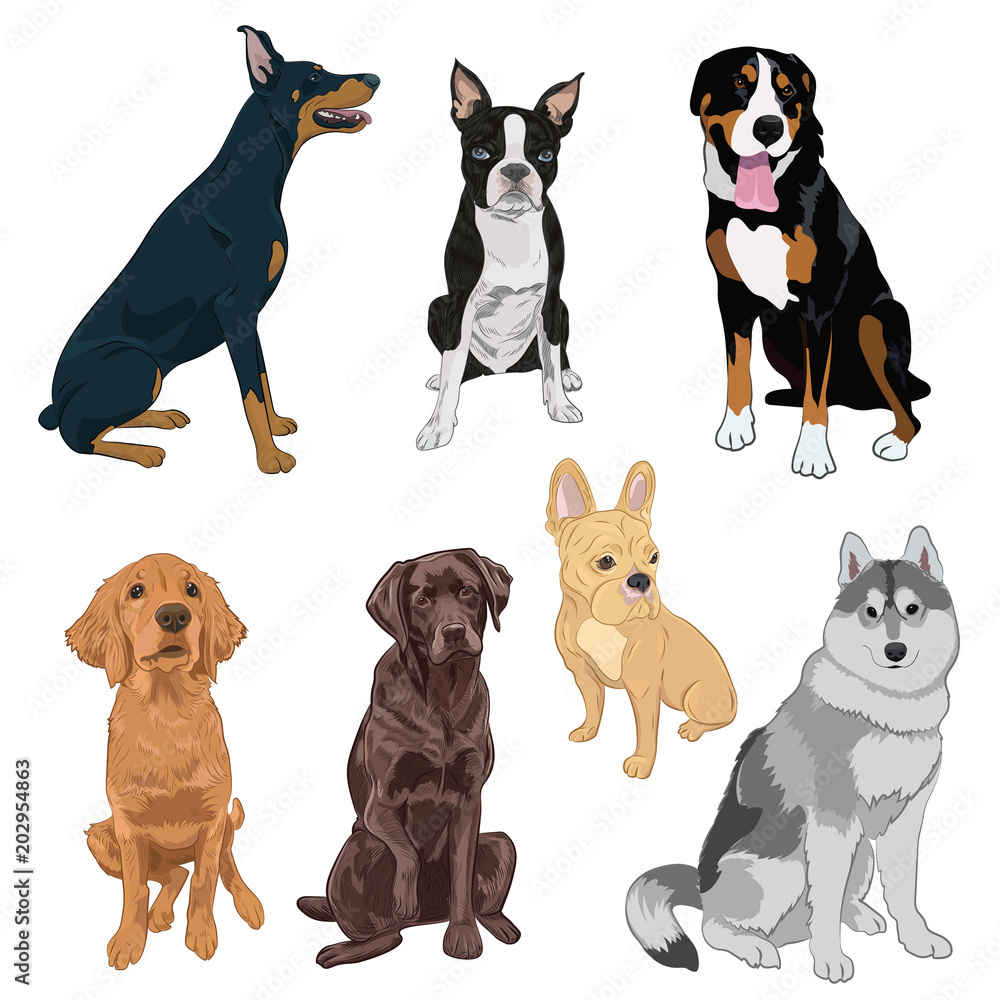 Sitting dogs collection isolated on white background. Purebred canines set for your design. Boston terrier, doberman, husky, bulldog and labrador.
