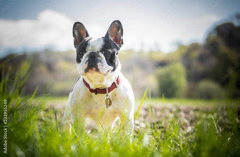 Fotografie The French Bulldog