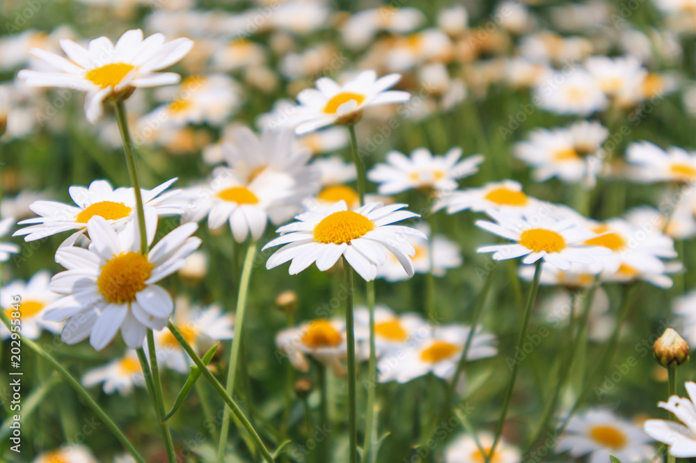 Beautiful white camomiles daisy flowers field on green meadow Beautiful white camomiles daisy flowers field on green meadow