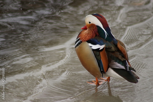 drake mandarin