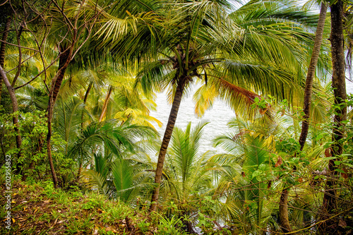 Jungle forest in devils island  french guinea. Rainforest with green palm trees at sea side. Nature environment and ecology. Summer vacation in tropic