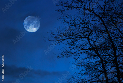 Moon behind bare forest trees in autumn.