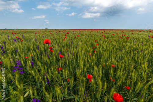 Amazing and infinite land cultured with poppy in Dobrogea, Romania