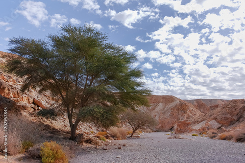 Beautiful geological formation in desert, colorful sandstone canyon walking route, Negev desert, Israel