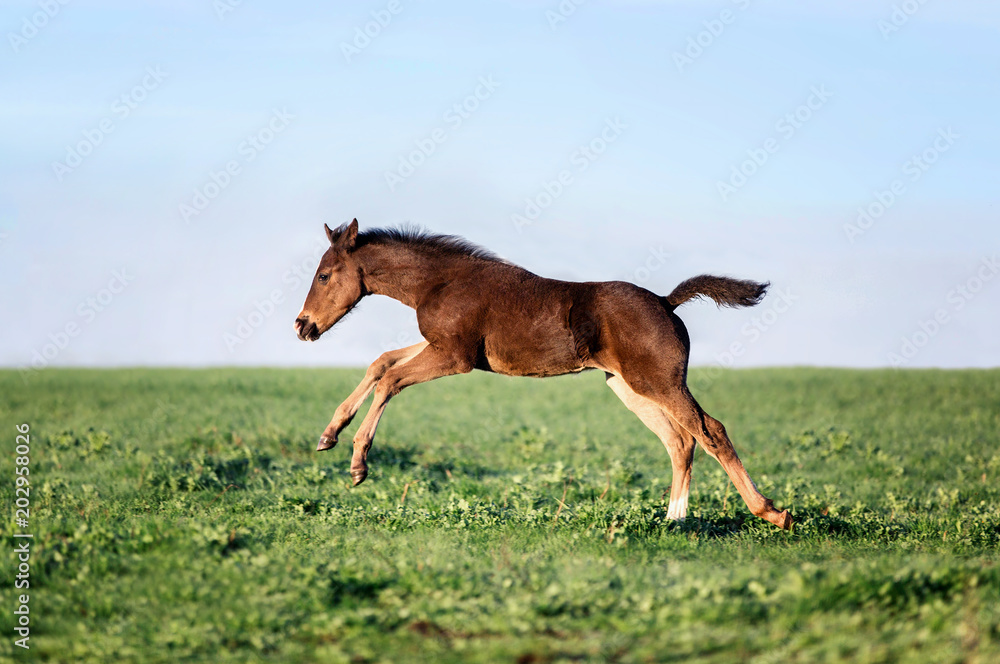Fotografie Two foals playing together on the maedow.