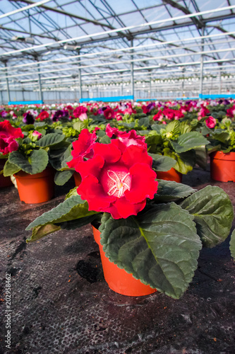 Gloxinia flowering colorful houseplants cultivated as decorative or ornamental flower, growing in greenhouse photo