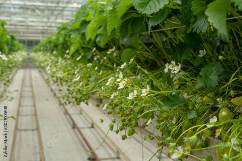 Bio farming in the Netherlands, Dutch glass greenhouse with strawberry plants growing in raised beds