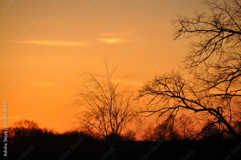 Orange sunset and trees.