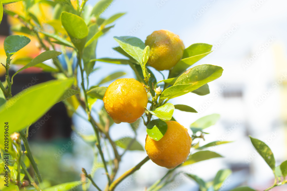 Little oranges with water drop in the morning