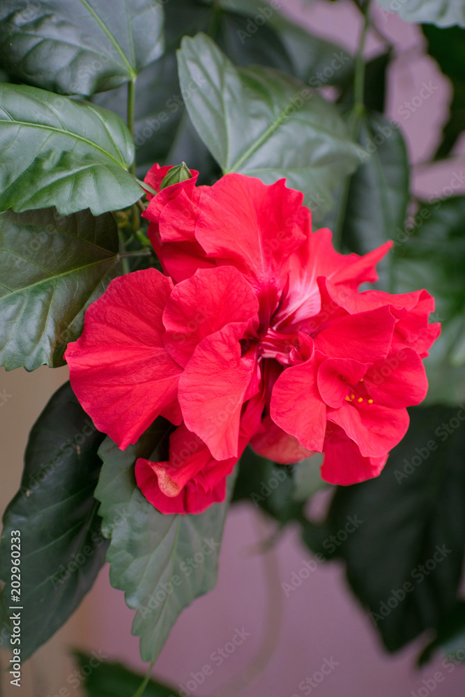 Red hibiscus flower. Chinese rose.