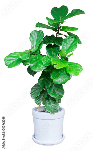 green large leaf tree a potted plant isolated over white for Exterior interior decoration