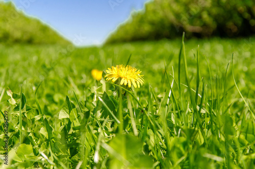 Fototapeta Naklejka Na Ścianę i Meble -  Yellow dandelion flower in green grass