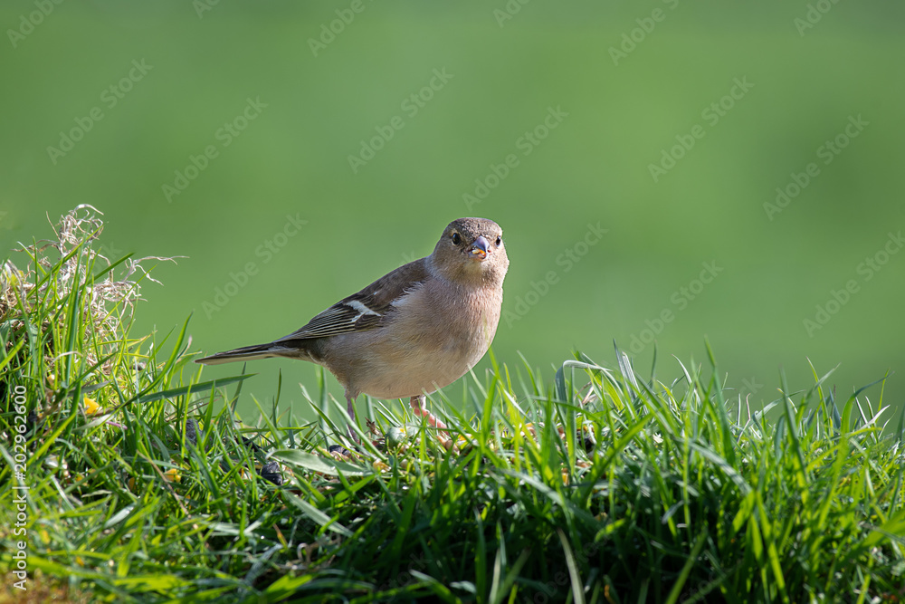A female chaffinch sits perched on the top of a grass bank eating seed and staring forward straight into the camera lens A female chaffinch sits perched on the top of a grass bank eating seed and staring forward straight into the camera lens