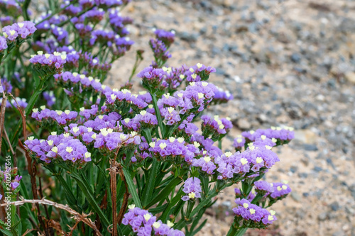 Little purple wildflowers with rock background 