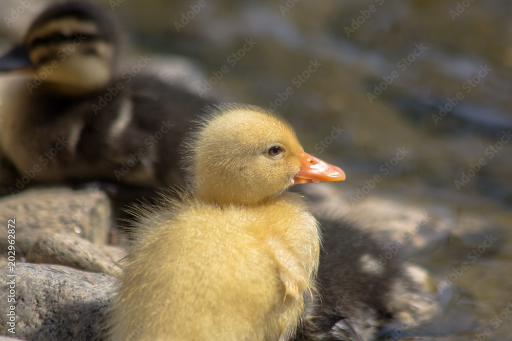 Portrait of a newborn yellow duckling.