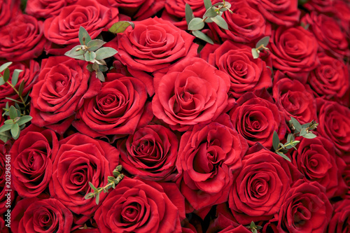 Background of beautiful red roses with green leaves