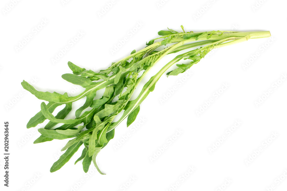 Branch of fresh arugula Branch of fresh arugula