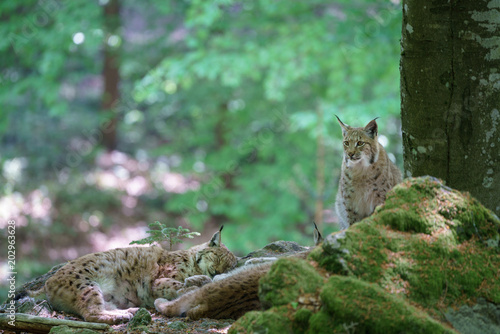 Luchse im Wald