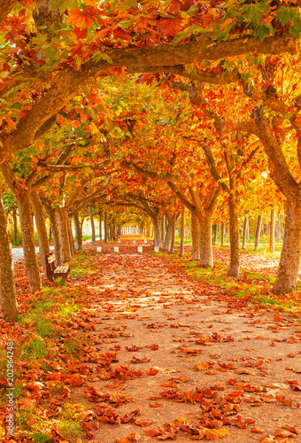 Pathway with nice leaves at autumn  Spain