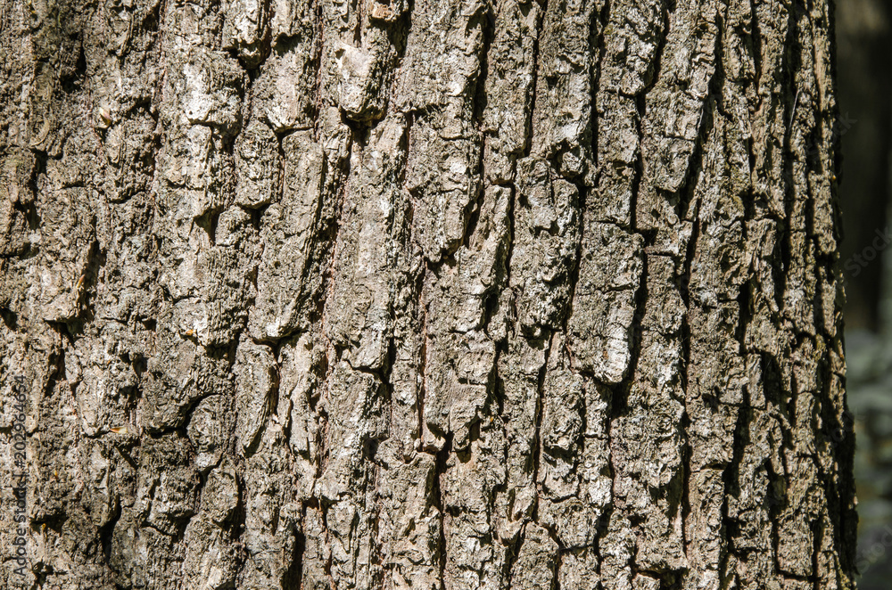 Bark of tree beech Bark of tree beech