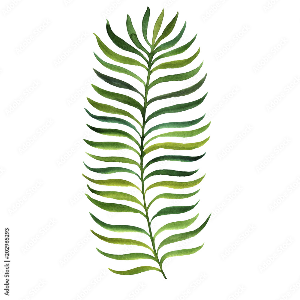 watercolor fern leaf