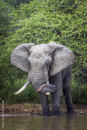 African bush elephant in Kruger National park, South Africa