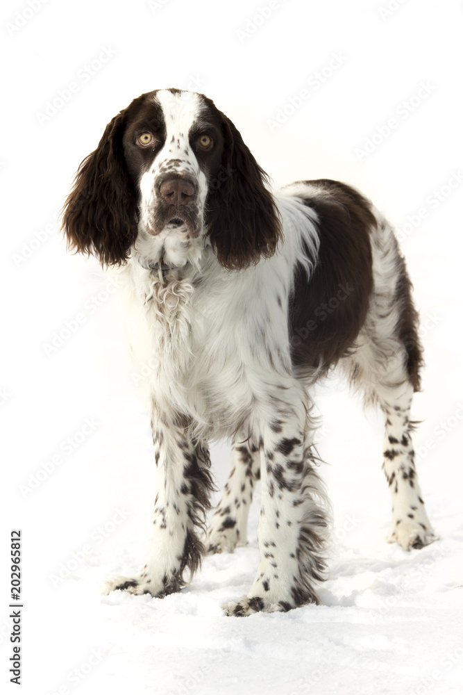 Young springer spaniel in winter