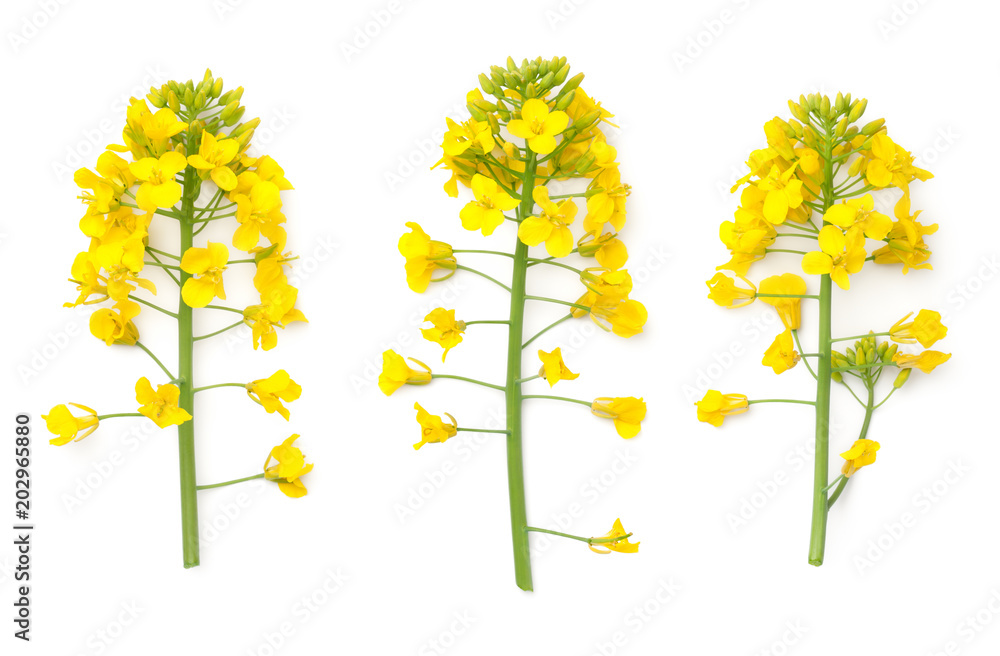 Rapeseed Flowers Isolated on White Background Rapeseed Flowers Isolated on White Background