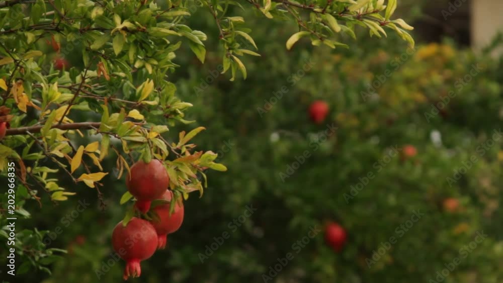 Pomegranates ripening on the tree at a Sonoma resort on a summer day Pomegranates ripening on the tree at a Sonoma resort on a summer day