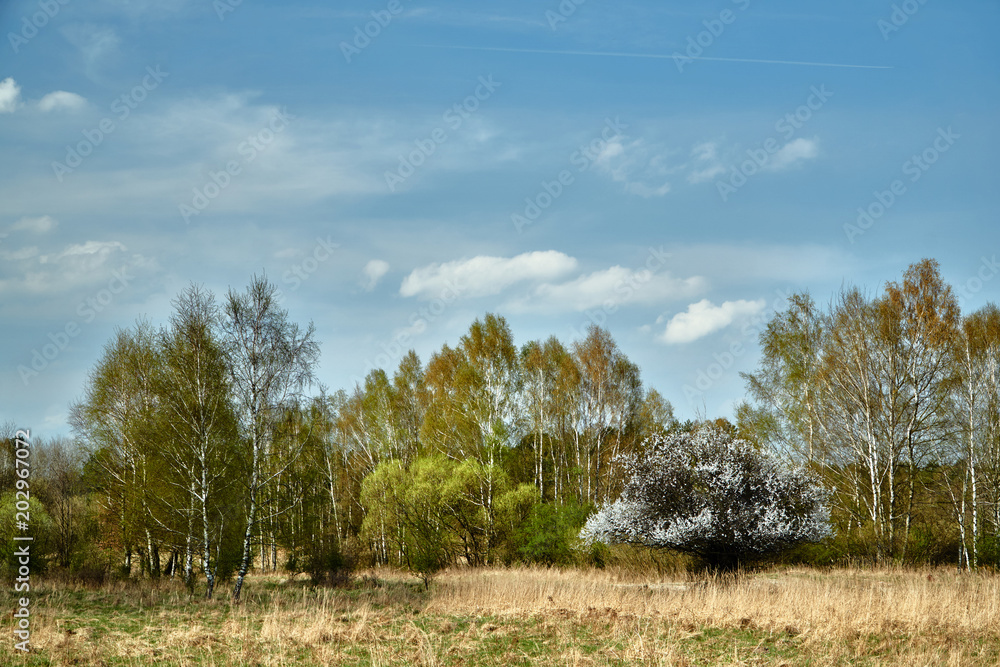 A blooming fruit tree and birch coppice in spring in Poland.