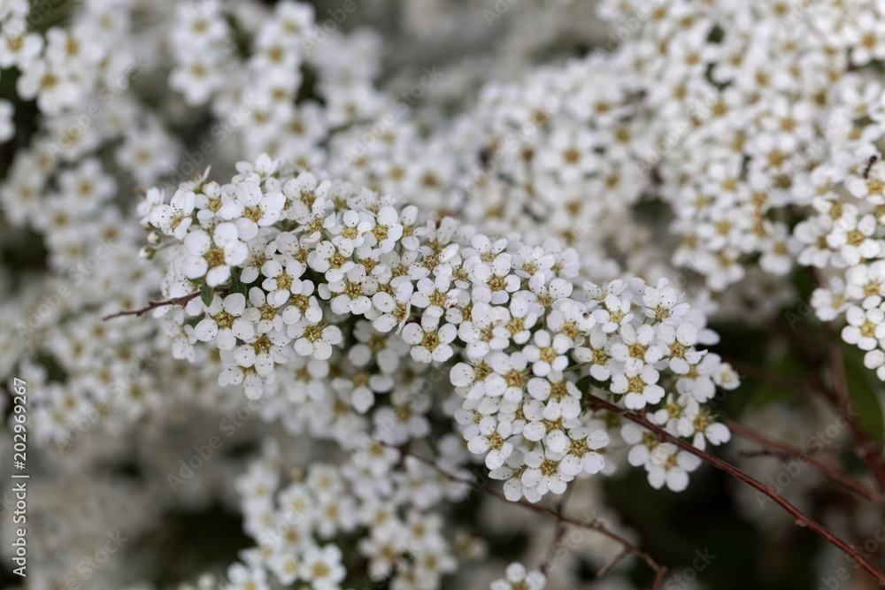 Blooms of a spiraea shrub Blooms of a spiraea shrub