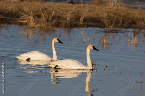 Trumpeter Swan Pair