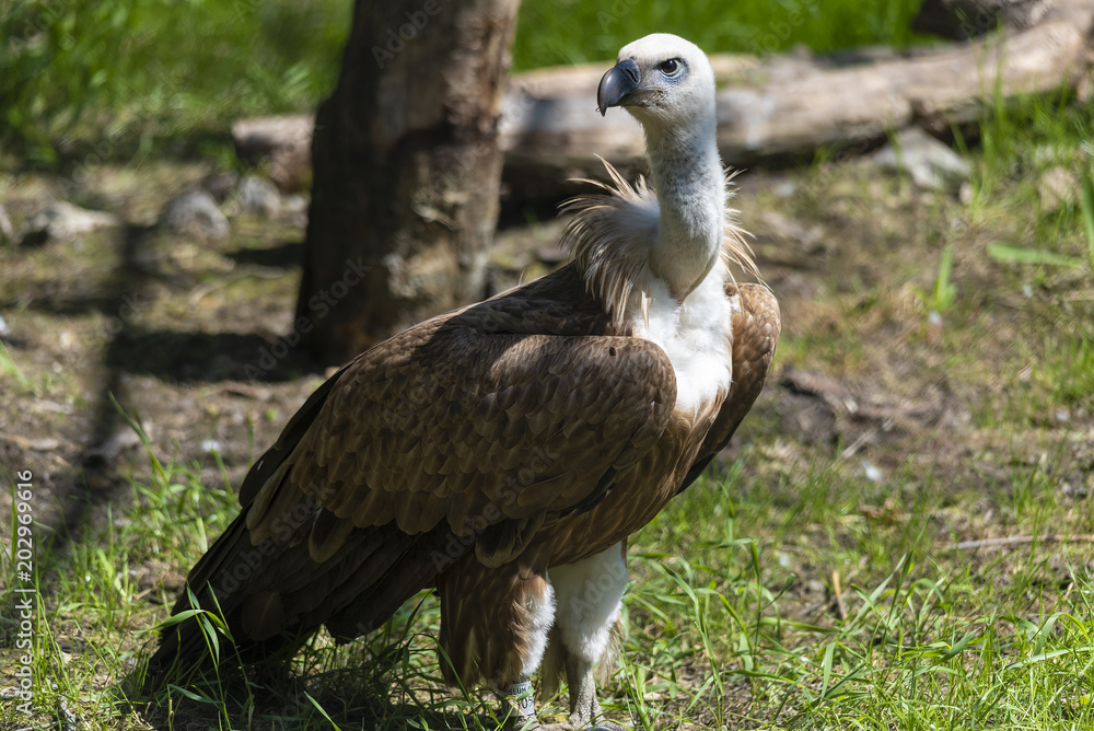 Bird Griffon Vulture resting in the shade Bird Griffon Vulture resting in the shade