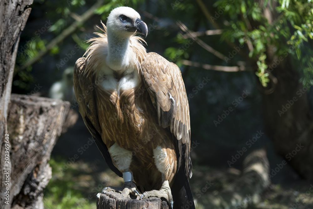 Bird Griffon Vulture resting in the shade Bird Griffon Vulture resting in the shade