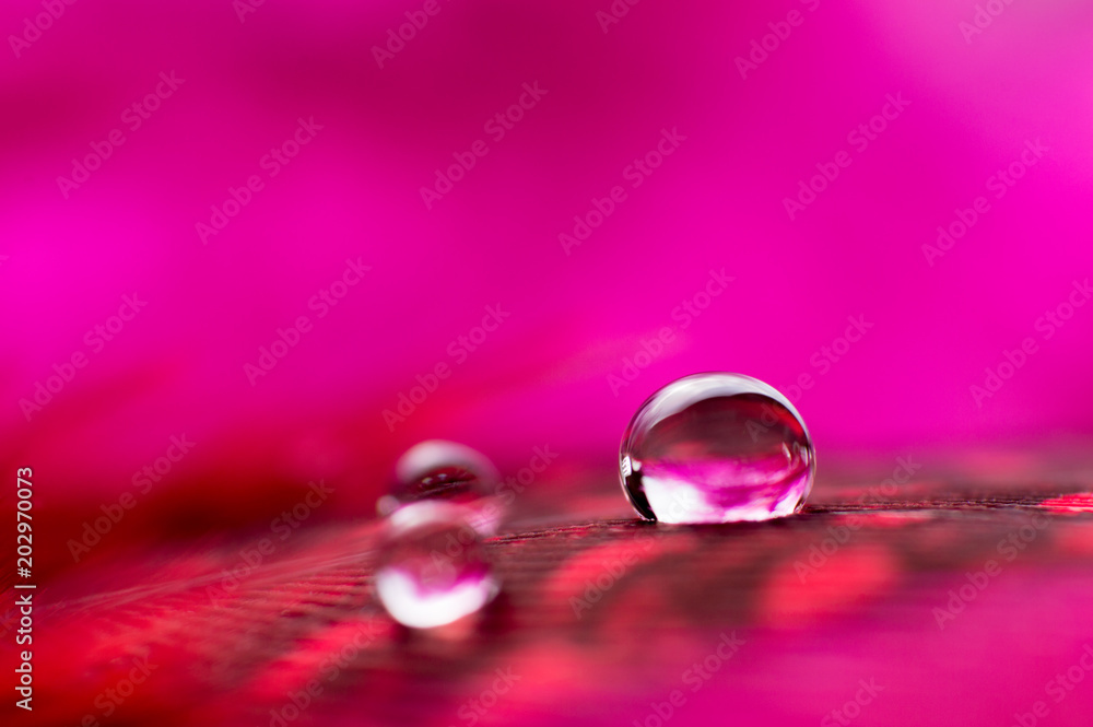 A abstract image of red color fluffy feathers with two macro water dew drop, beautiful natural background. A abstract image of red color fluffy feathers with two macro water dew drop, beautiful natural background.