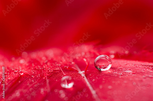 A abstract image of red color fluffy feathers with two macro water dew drop, beautiful natural background.