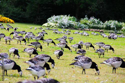 Goose in a field