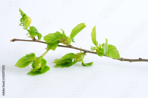 Branch affected by chestnut wasp on white background. Dryocosmus kuriphilus.