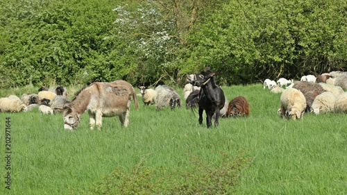Zwei Herdenschutzesel mit ihrer Schafherde
