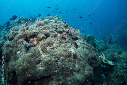 Underwater seascape with natural sunlight through water surface and rocks on the seabed.underwater background