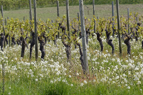 Fototapeta Naklejka Na Ścianę i Meble -  pusteblumen im wingert