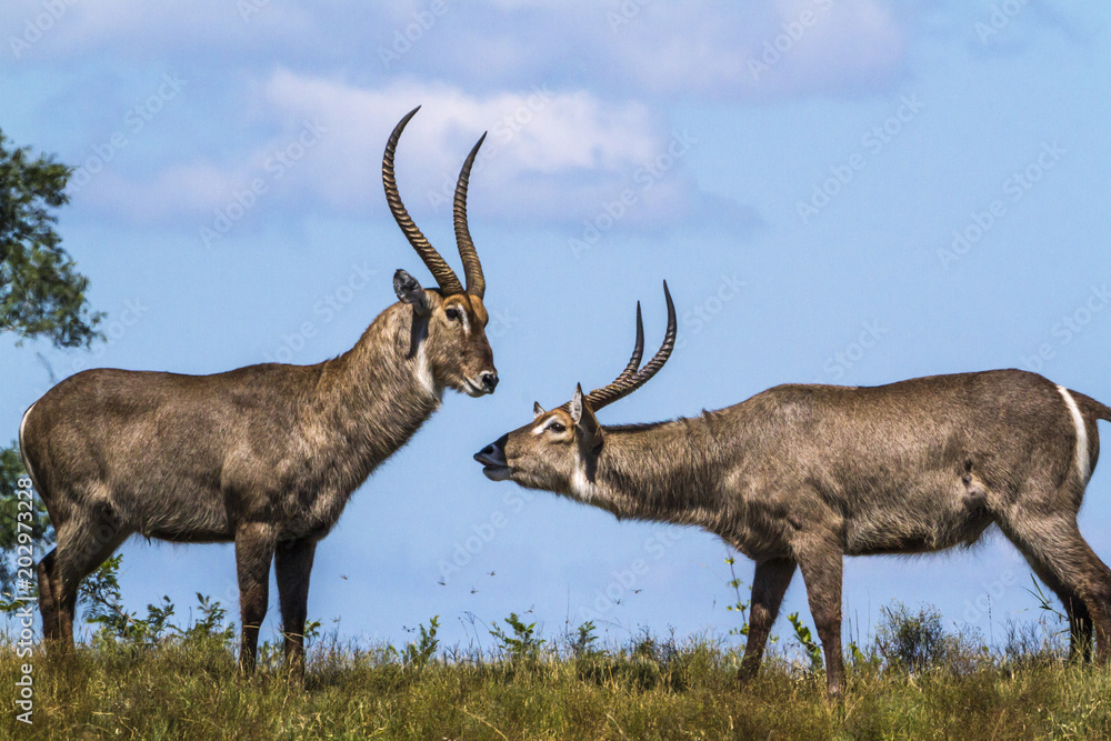 Common Waterbuck in Kruger National park, South Africa Common Waterbuck in Kruger National park, South Africa